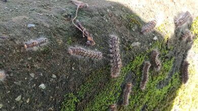 Ribuan Ulat Bulu Serbu Taman Bebaya, Warga Samarinda Resah dan Alami Gatal-Gatal