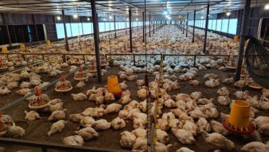 Proyek Kandang Ayam Percontohan Kukar Merugi Akibat Dilanda Wabah