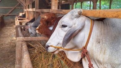 pengalihan impor bahan pakan ternak