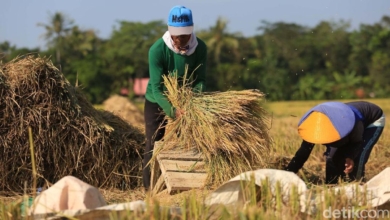 penyerapan beras petani