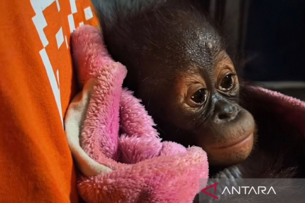 bayi orangutan lemas - Petugas BKSDA Kaltim saat memberikan penanganan medis awal kepada seekor bayi orangutan yang ditemukan lemas di Kabupaten Kutai.