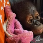 bayi orangutan lemas - Petugas BKSDA Kaltim saat memberikan penanganan medis awal kepada seekor bayi orangutan yang ditemukan lemas di Kabupaten Kutai.