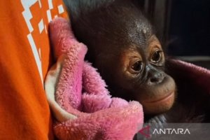 bayi orangutan lemas - Petugas BKSDA Kaltim saat memberikan penanganan medis awal kepada seekor bayi orangutan yang ditemukan lemas di Kabupaten Kutai.