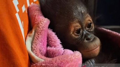 bayi orangutan lemas - Petugas BKSDA Kaltim saat memberikan penanganan medis awal kepada seekor bayi orangutan yang ditemukan lemas di Kabupaten Kutai.