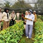 bibit kakao Berau - Petani di Kabupaten Berau saat melakukan proses pembibitan dan perawatan tanaman kakao unggulan di lahan perkebunan rakyat. (Foto: Dok. Pemkab Berau)