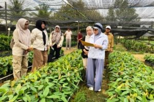 bibit kakao Berau - Petani di Kabupaten Berau saat melakukan proses pembibitan dan perawatan tanaman kakao unggulan di lahan perkebunan rakyat. (Foto: Dok. Pemkab Berau)