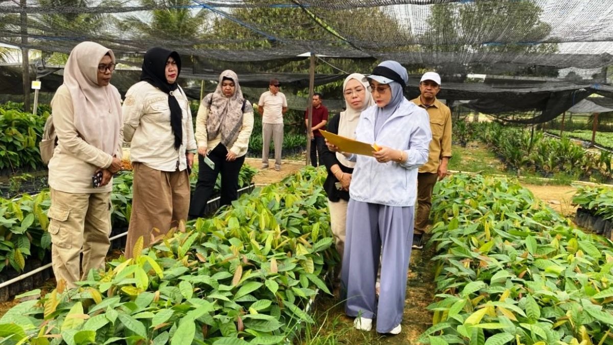 bibit kakao Berau - Petani di Kabupaten Berau saat melakukan proses pembibitan dan perawatan tanaman kakao unggulan di lahan perkebunan rakyat. (Foto: Dok. Pemkab Berau)